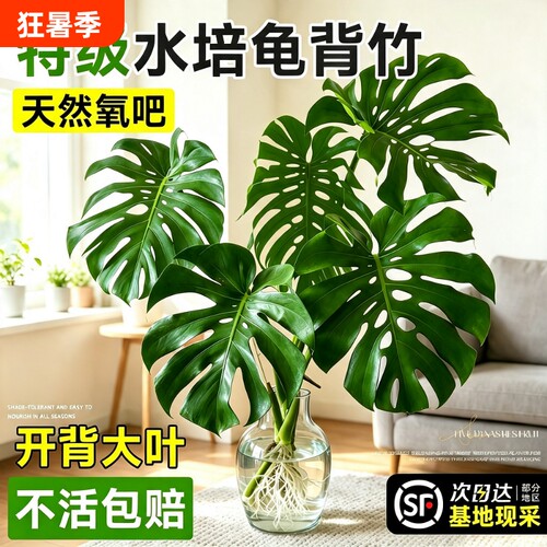 龟背竹水培老桩大叶桌面水养绿植物高级感客厅四季好养易活除甲醛
