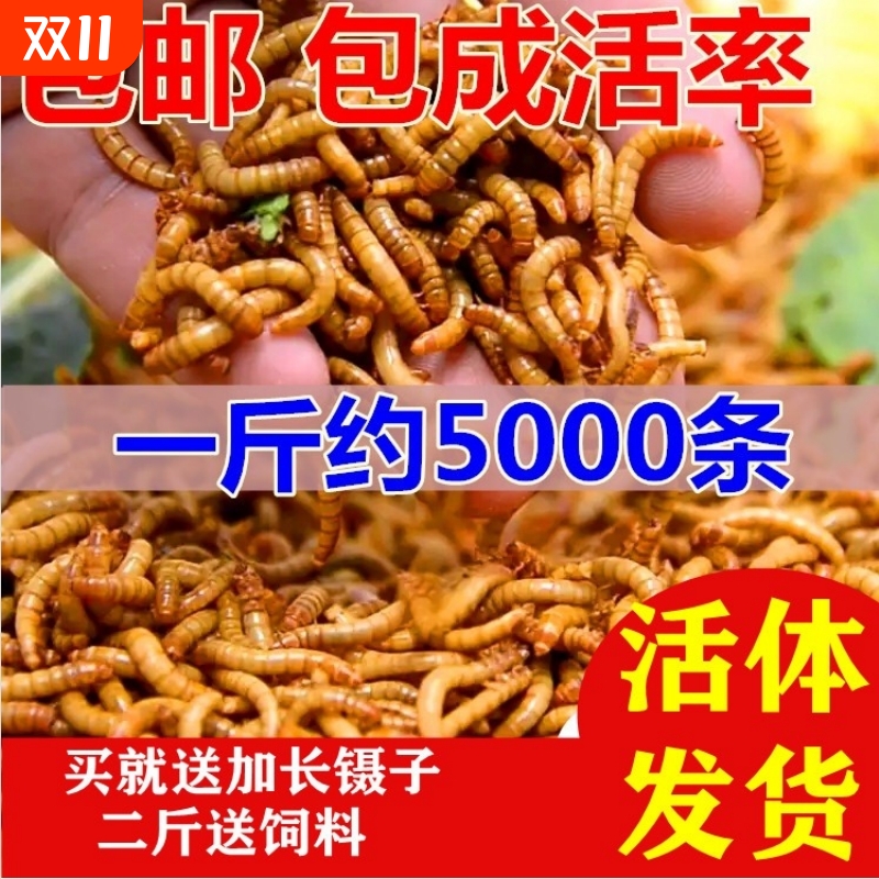面包虫活体 黄粉虫活虫 鹦鹉鱼 金龙鱼 乌龟 画眉鸟石蛙饲料包邮