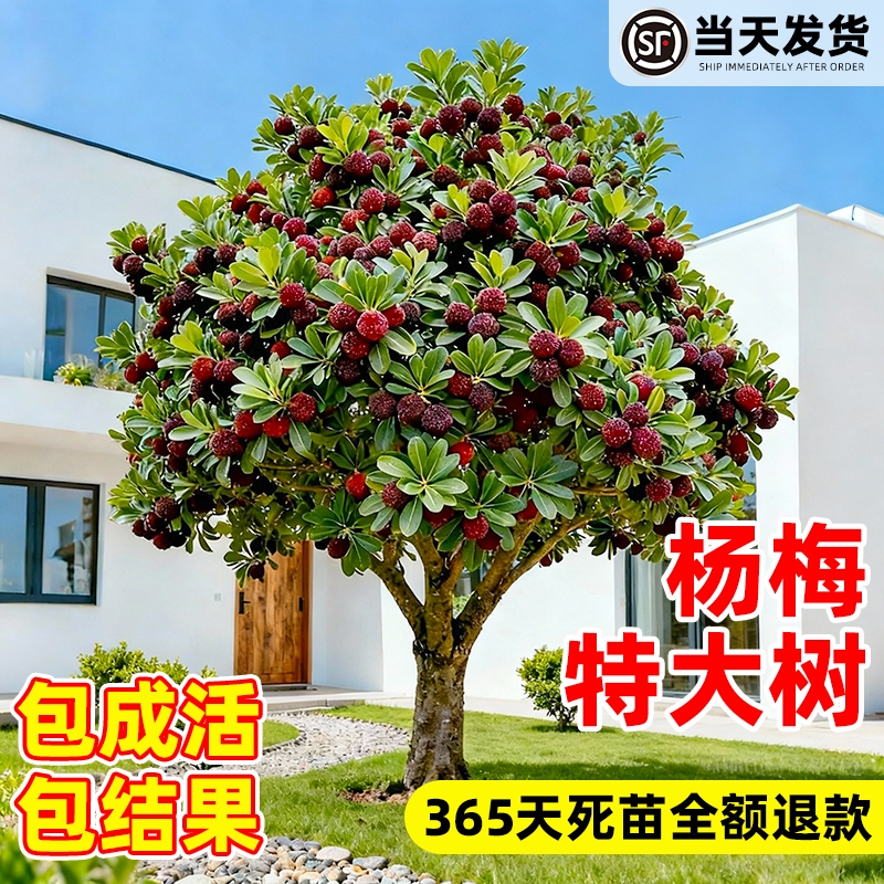 正宗东魁特大杨梅树苗当年