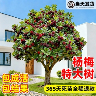 东魁特大杨梅树苗仙居杨梅树嫁接苗种植盆地栽当年结果果树庭院