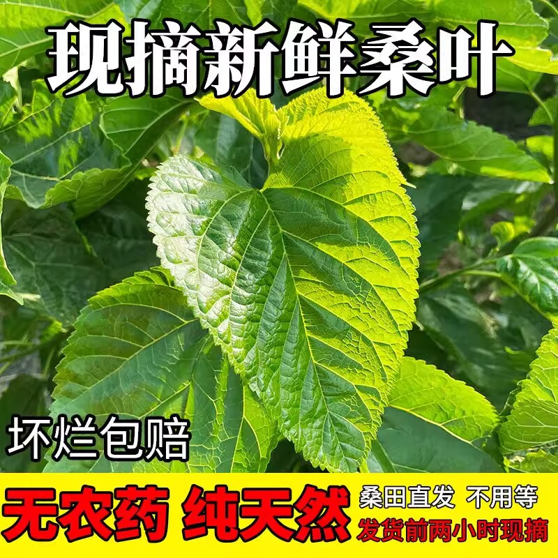 蚕宝宝新鲜桑叶学生养蚕套装大桑叶小桑叶养蚕桑饲料小蚕嫩桑树叶