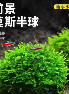鱼缸莫斯水草大小半球慕斯植物