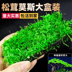 莫斯水草鱼缸造景专用真莫斯盒片沉木慕斯树装饰前景植物淡水水质