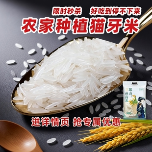 猫牙米长粒香大米丝苗米瑶山一级5斤新米农家煲仔饭梯田真空珍珠