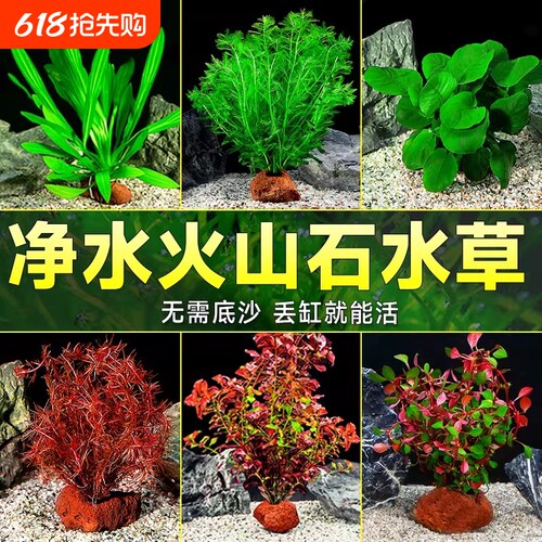 火山石水草鱼缸造景阴性造氧真草