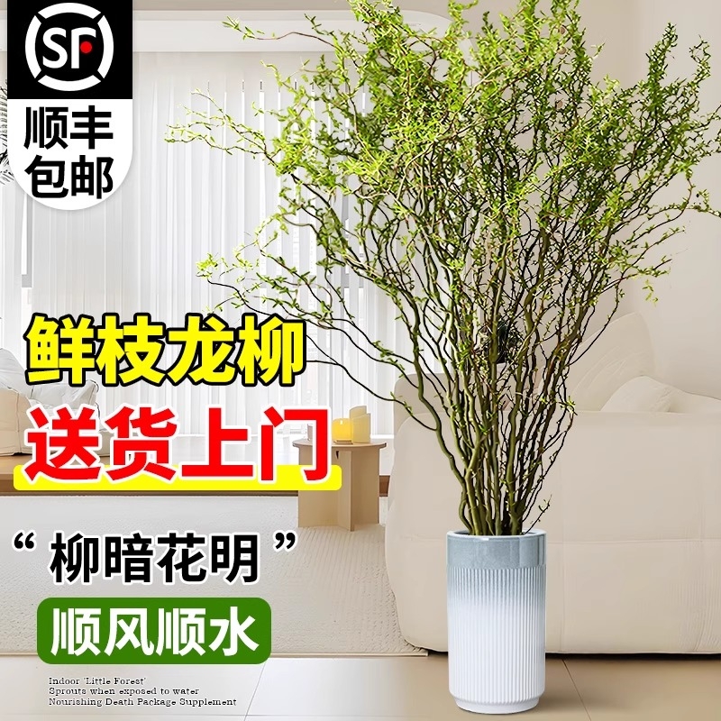 龙柳鲜枝水培植物室内客厅绿植黄金干支盆栽好养活雪柳鲜切枝柳枝