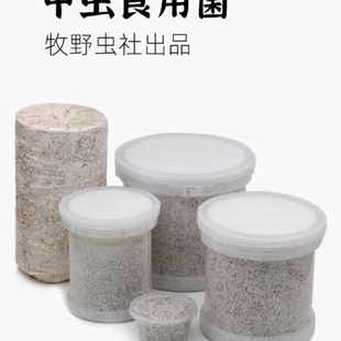 牧野虫社甲虫秀珍云芝菌瓶菌包独角仙锹甲幼虫巴拉望苏门答腊巨扁