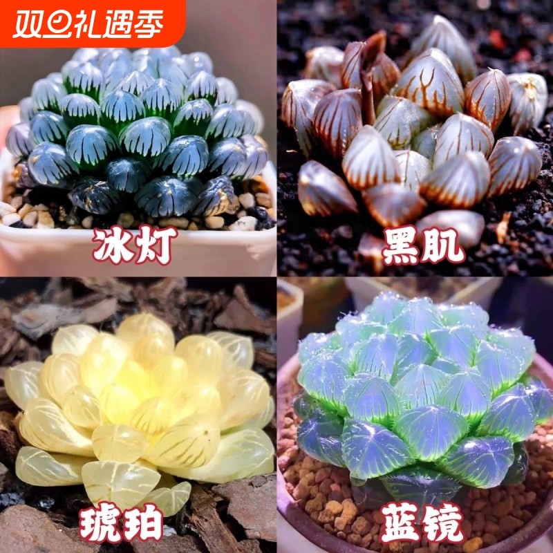 蓝镜 玉露多肉植物琥珀冰灯黑肌玉扇室内办公室桌面盆栽喜阴花卉