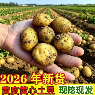 2026年甘肃沙面土豆新鲜黄皮黄心洋芋定西马铃薯辅食现挖现发新鲜