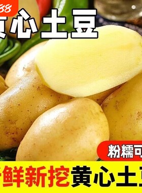 河南开封大土豆现挖新鲜黄心黄皮土豆沙面马铃薯新鲜直发蔬菜洋芋