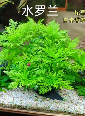 水罗兰坨草造景净化丢缸即活水草