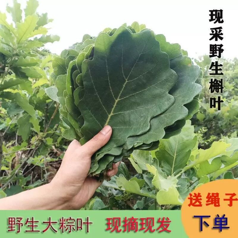 新鲜采摘粽子叶端午槲叶菠萝叶大胡叶现摘现发