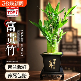 富贵竹盆栽植物室内净化空气绿植荷花竹办公室桌面四季好养小盆栽