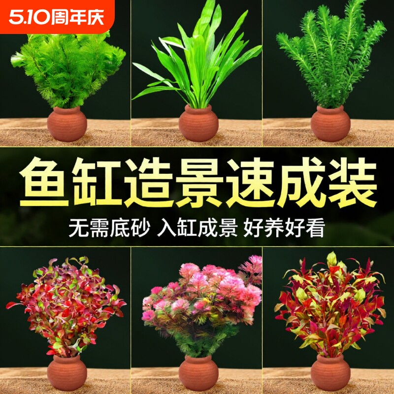 鱼缸小陶罐水草造景摆件增氧阴性水榕绿菊蜈蚣草净水定植水草套餐