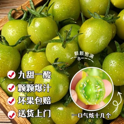 山东寿光小番茄绿色小番茄