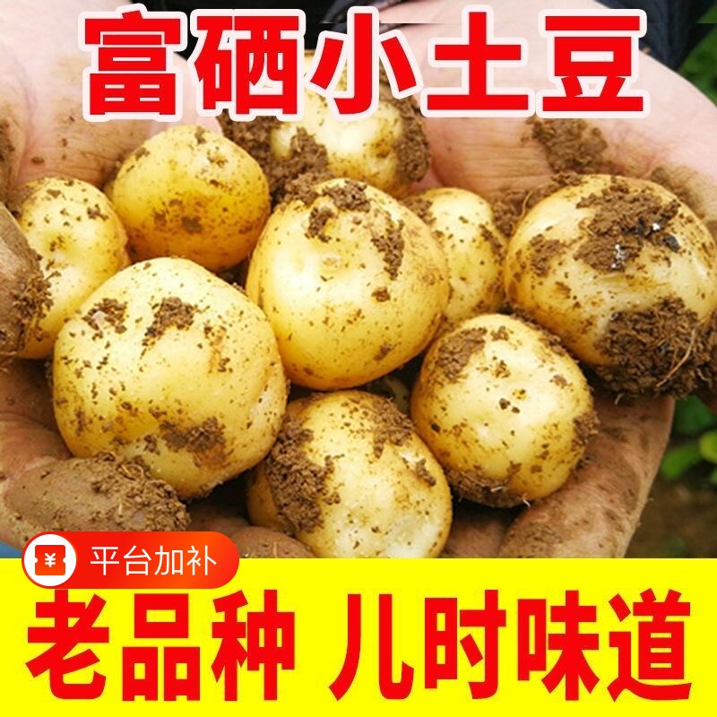 正宗湖北恩施小土豆黄心富硒高山土豆新鲜老品种农家自种现捡现发