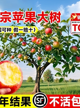 苹果树苗盆栽南方北方种植地栽冰糖心苹果苗活苗矮化果树当年结果