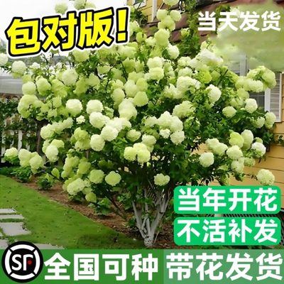 中华木绣球树苗木秀斗球白麻球苗庭院别墅耐寒盆栽风景树绣球花苗