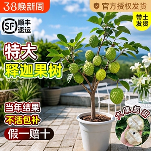 释迦果苗树带果凤梨奶油黄龙嫁接果树果苗庭院南方种植盆栽地栽苗