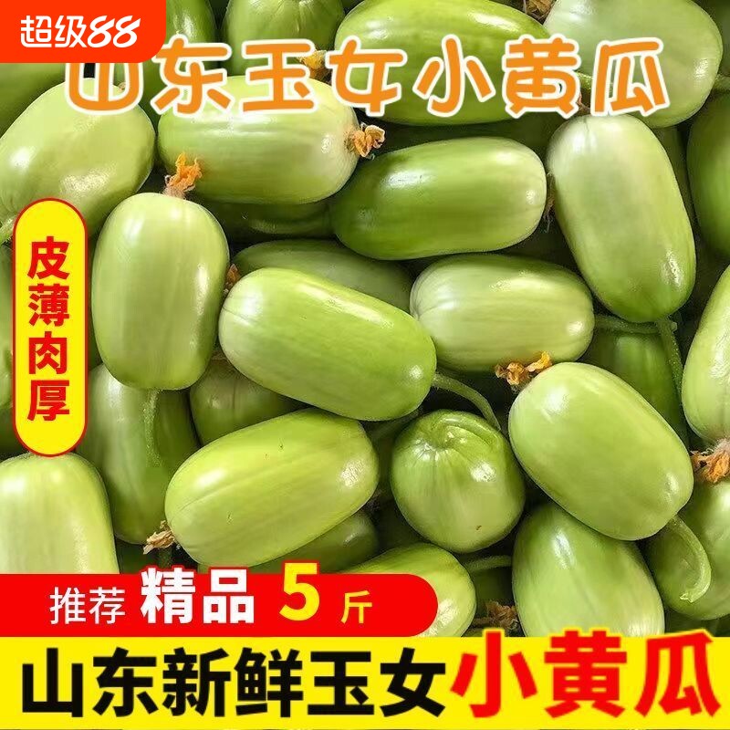 玉女黄瓜水果黄瓜新鲜生吃白玉农家拇指青瓜蔬果水果整箱原产