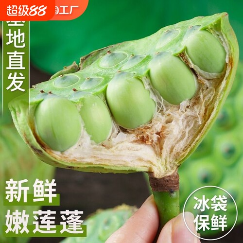 新鲜嫩莲蓬产地直发莲子生吃