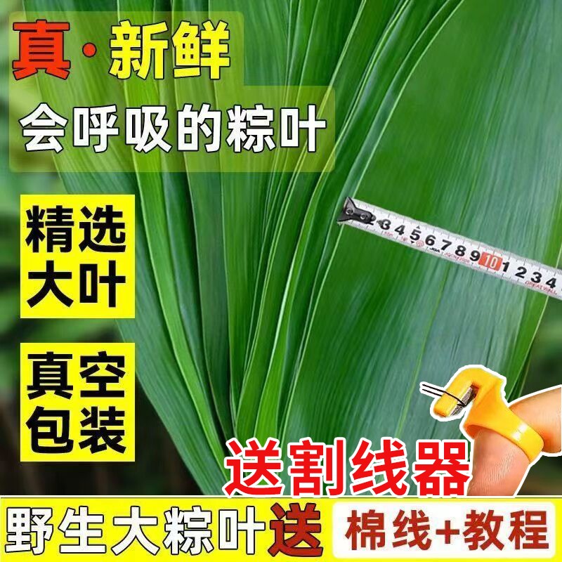 新鲜粽子叶新鲜大粽叶500片野生纯天然本地大粽叶子包粽子箬叶