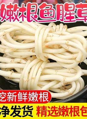 现挖新鲜鱼腥草折耳根侧耳根嫩根野生节节根凉拌下饭新鲜蔬菜