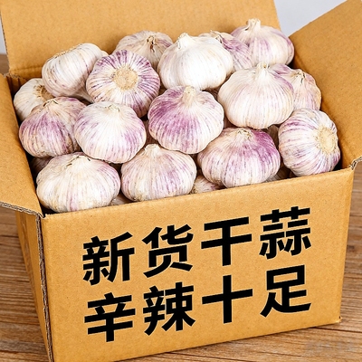 【促销新蒜】金乡新干蒜紫白皮山东大蒜特批发当季新晒干蒜特大果