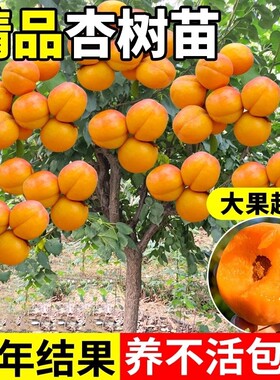 嫁接杏树果苗庭院果树特大早熟