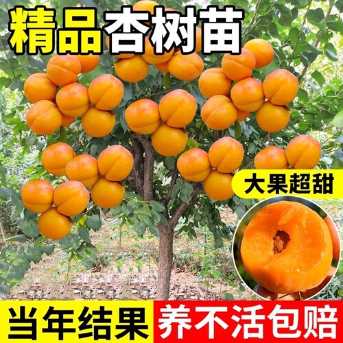 嫁接杏树果苗庭院果树特大早熟