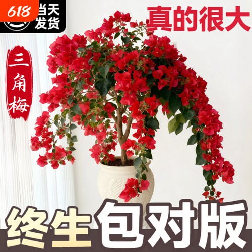 三角梅盆栽重瓣爬藤带花四季绿