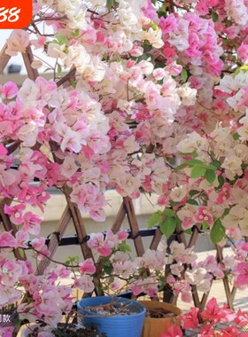 三角梅盆栽植物花卉苗新品种净化空气四季开勤花盆景开花重瓣绿樱
