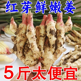 山东嫩姜仔姜新鲜子姜鲜姜醋泡姜红芽姜当季蔬菜现挖现发批发食用