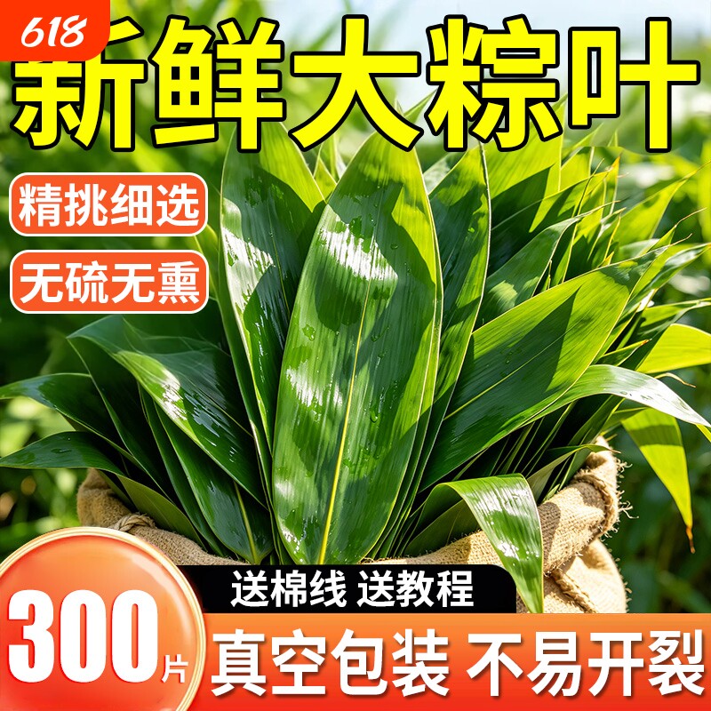 粽子叶棕叶新鲜大号新叶包粽子专用的叶子端午节商用批发干粽叶大