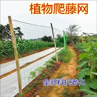 植物爬藤网攀援网园艺搭架网瓜果丝瓜苦瓜月季 藤蔓花卉攀爬种植网