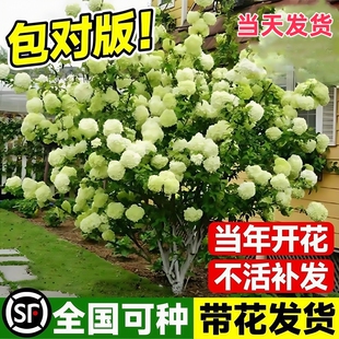 中华木绣球树苗木秀斗球白麻球苗庭院别墅耐寒盆栽风景树绣球花苗