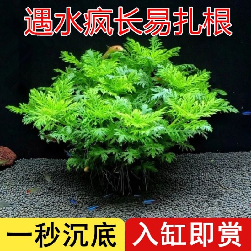 水罗兰增氧净水水草|万人加购图片