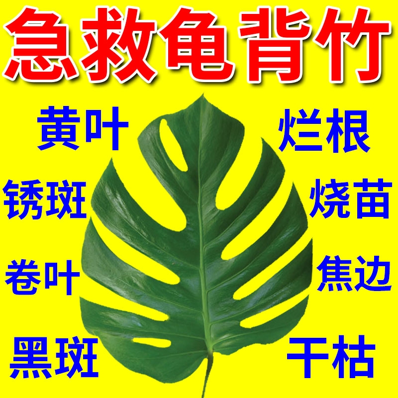 水培龟背竹专用营养液肥料防黄叶卷边烂根开裂铁锈黑斑病释肥绿植