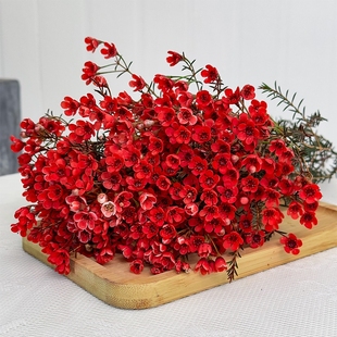 鲜花澳洲腊梅盆栽花卉云南基地直发鲜切花花束花瓶摆件客厅插花