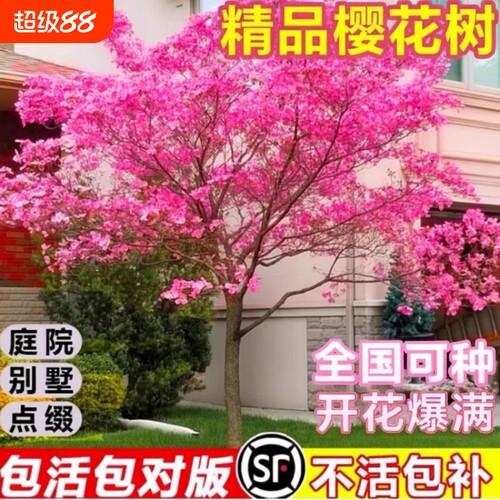 樱花树苗庭院大树日本晚樱种植花卉盆栽风景树吉野八重樱开花带花
