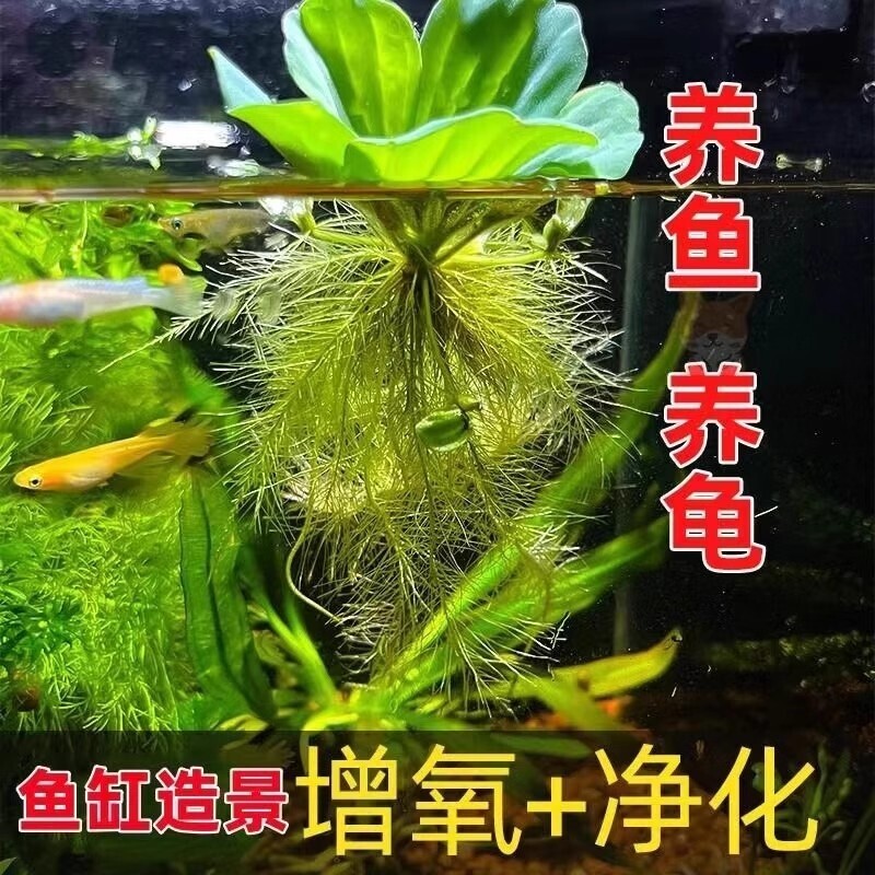 水芙蓉浮萍净化水质水培绿植庭院办公室鱼虾龟缸造景增氧漂浮水草图片