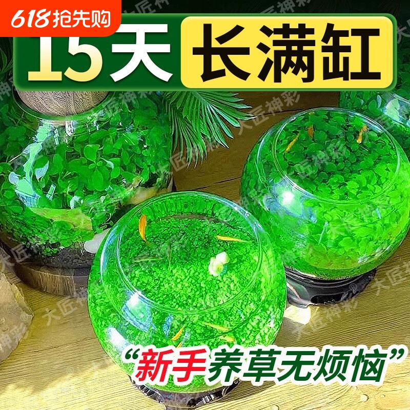 鱼缸水草种子生态种籽水培真草装饰造景养鱼沉木水质植物牛毛室内