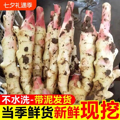 山东红芽仔姜皮薄少丝腌制鲜姜