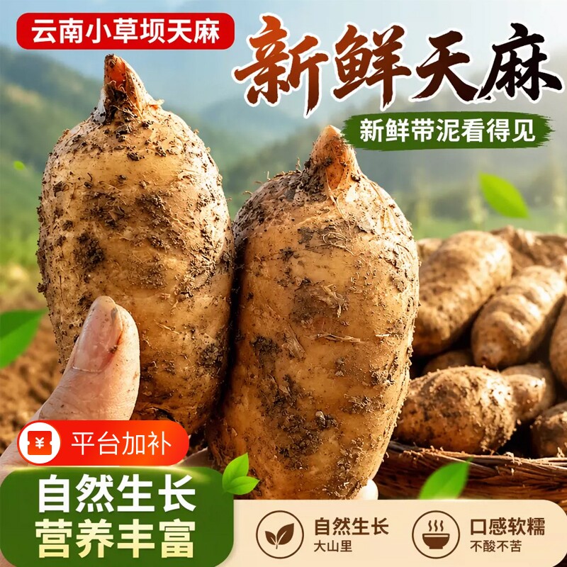 天麻新鲜货云南昭通小草坝特级仿野生中药材正品500g现挖乌天麻根