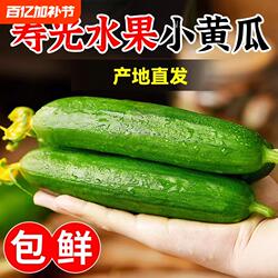 精品水果小黄瓜农家自种当季新鲜时令蔬菜寿光脆甜现摘凉拌瓜果