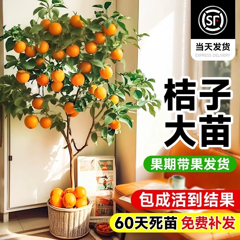 金桔树盆栽树苗客厅可食用果树室内植物四季带果脆皮橘子大型果苗