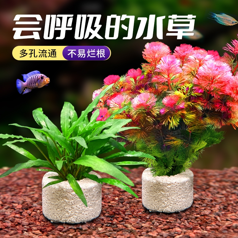 水草植物鱼缸造景专用阴性水榕蜈蚣草绿菊净化水质定植小装饰套餐