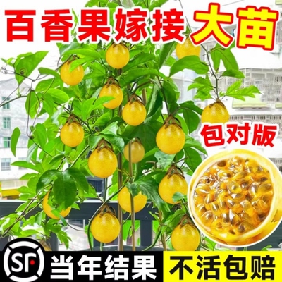 【60天结果！】钦蜜9号黄金果