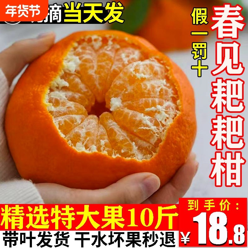 正宗四川耙耙柑现摘发货粑粑柑水果新鲜当应季整箱橘子丑桔时令10,水产肉类/新鲜蔬果/熟食,桔子,淘宝优惠券,粉丝福利购,淘宝优惠卷