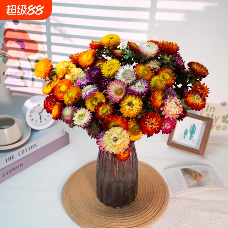云南真花麦秆菊七彩菊小雏菊花图片